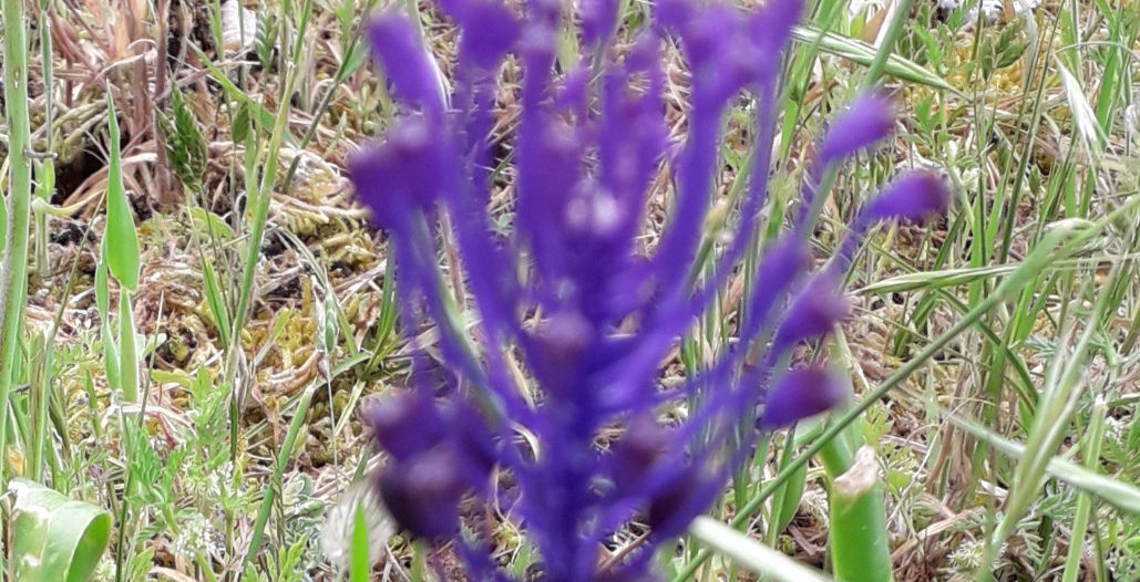 Muscari.jpg