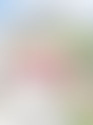 3832 Yates Mill Trail. Raleigh. Sold. $350,000