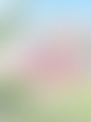 101 Kelekent Lane. Cary North Carolina. Sold $522,000