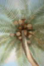 Palm Tree Detail