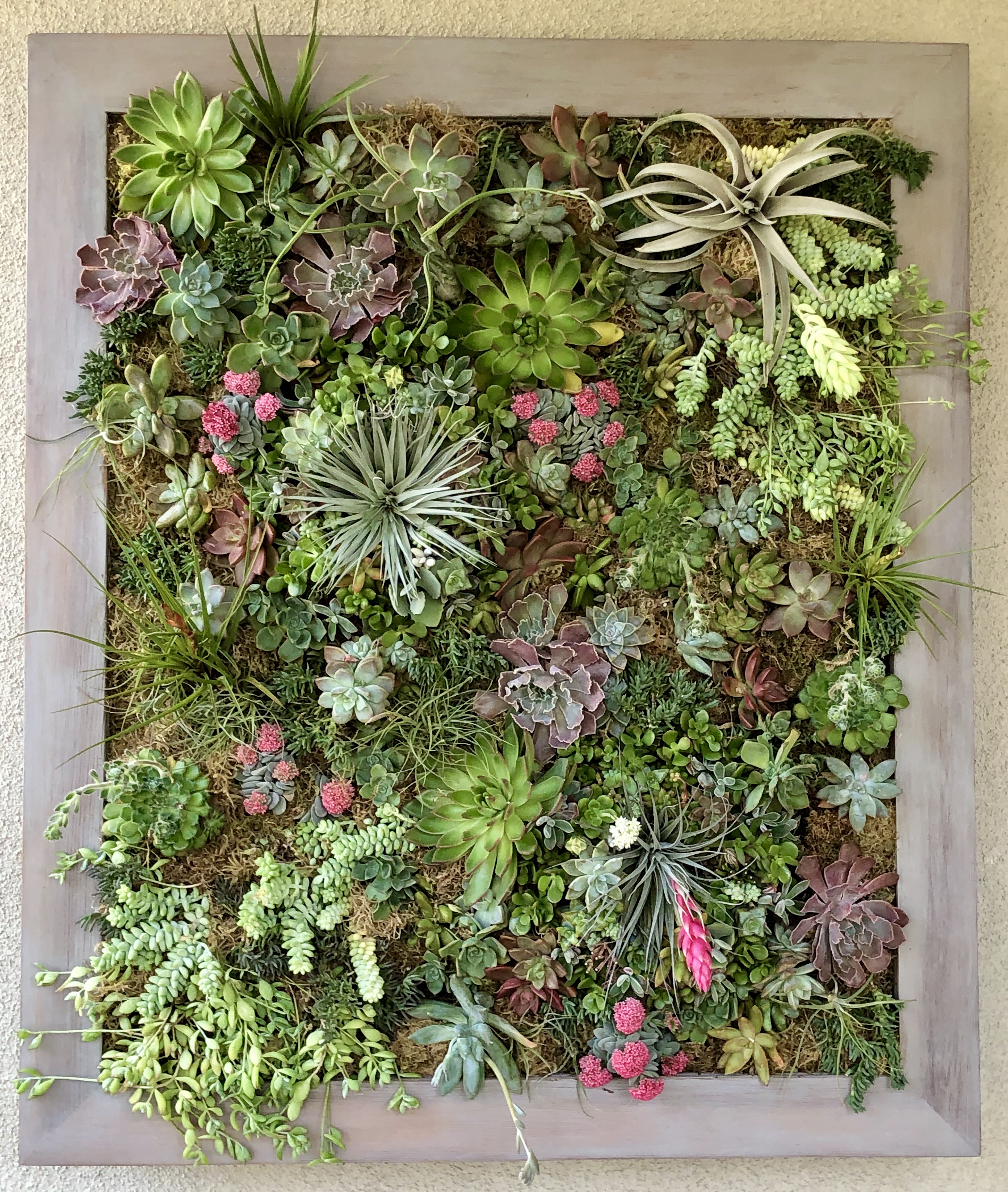 Custom Succulent Wall Art