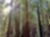 43257586-29D0-4F0F-9062-93D17E98CCB9_1_105_c.jpeg