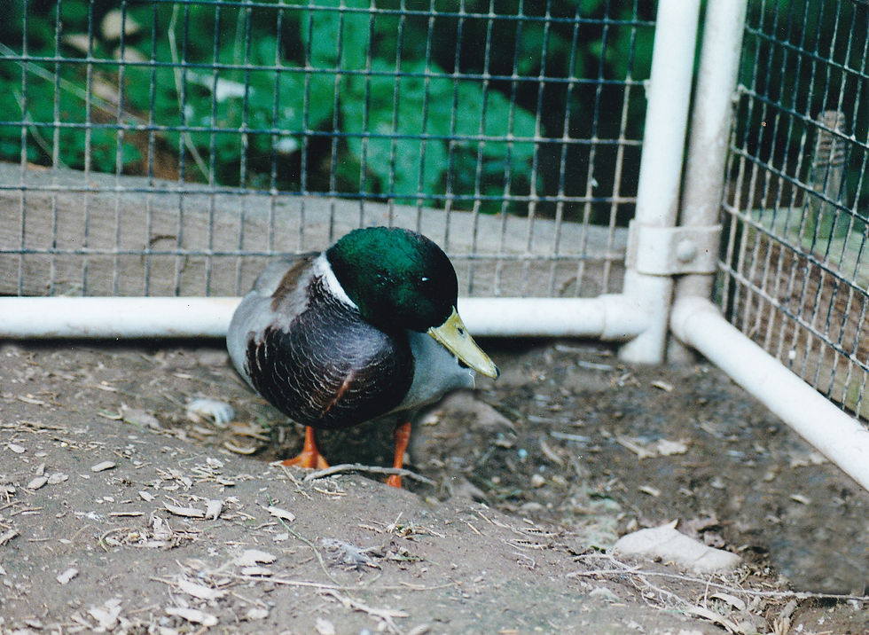 Altered Duck Photo.jpg
