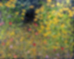Cosmos & Black-Eyed Susans