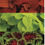 Thumbnail: Coleus Blend