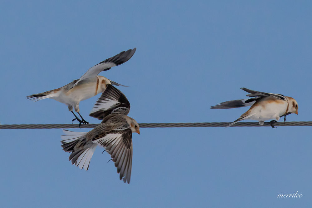 "As Winter Wanes..."