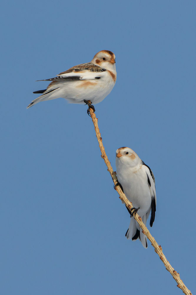 "As Winter Wanes..."