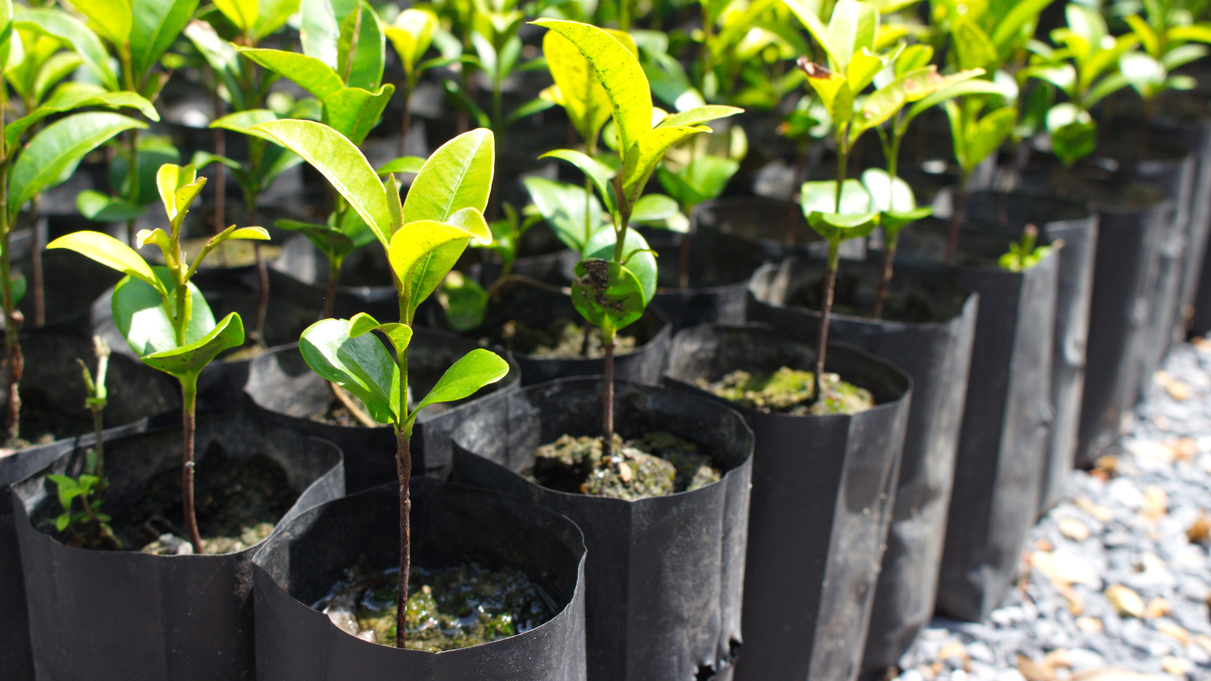 Plant seedlings growing in black plastic nursery bags, a common agricultural plastic.
