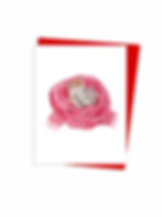 Carte de souhaits pour amour St-Valentin Chats fait au Québec Montréal, Love Valentine Greeting cards Cats made in Montreal