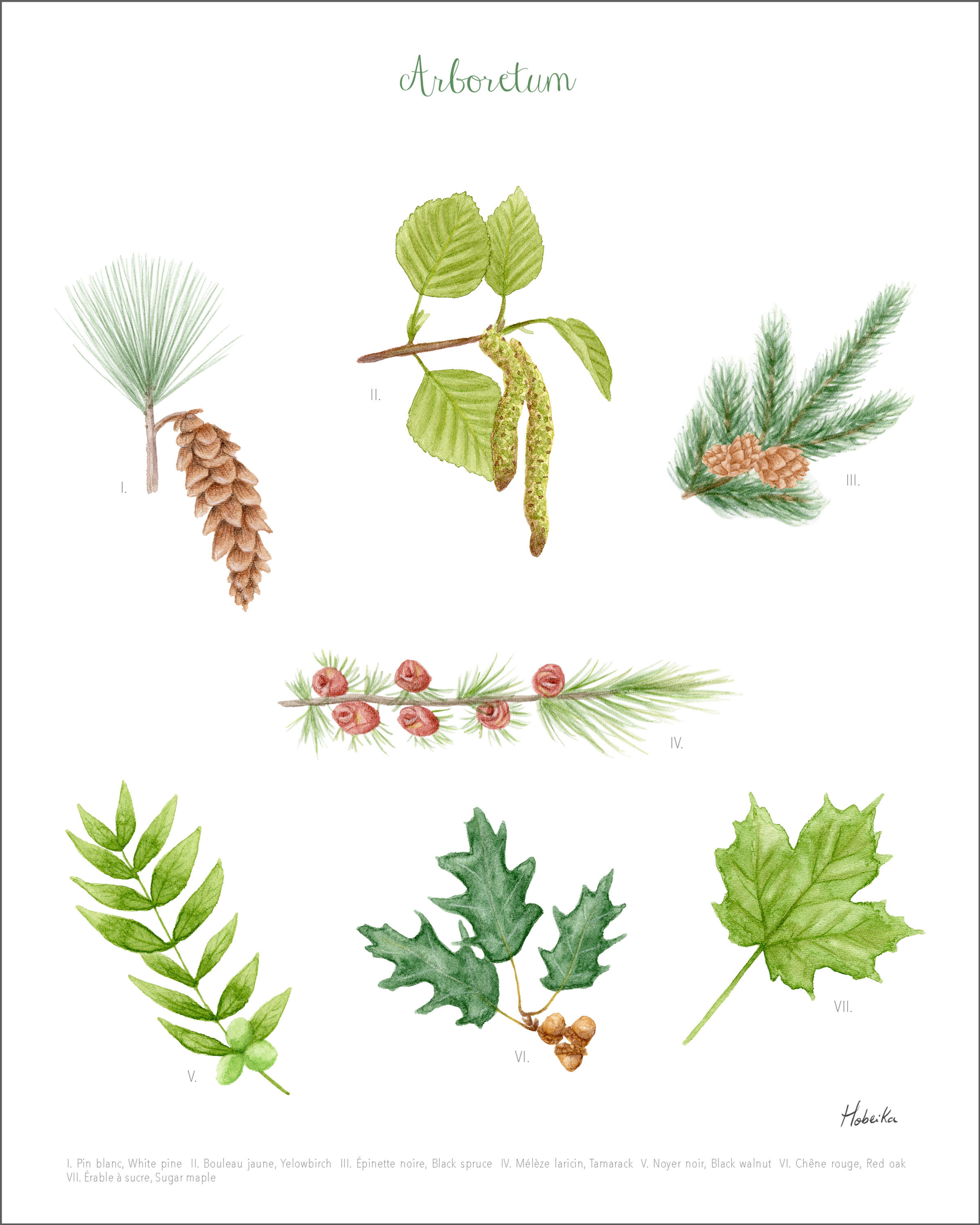 Affiche aquarelle Arbres et feuilles du Québec Canada Art print poster Arboretum watercolor Quebec Canada Hobeika Art
