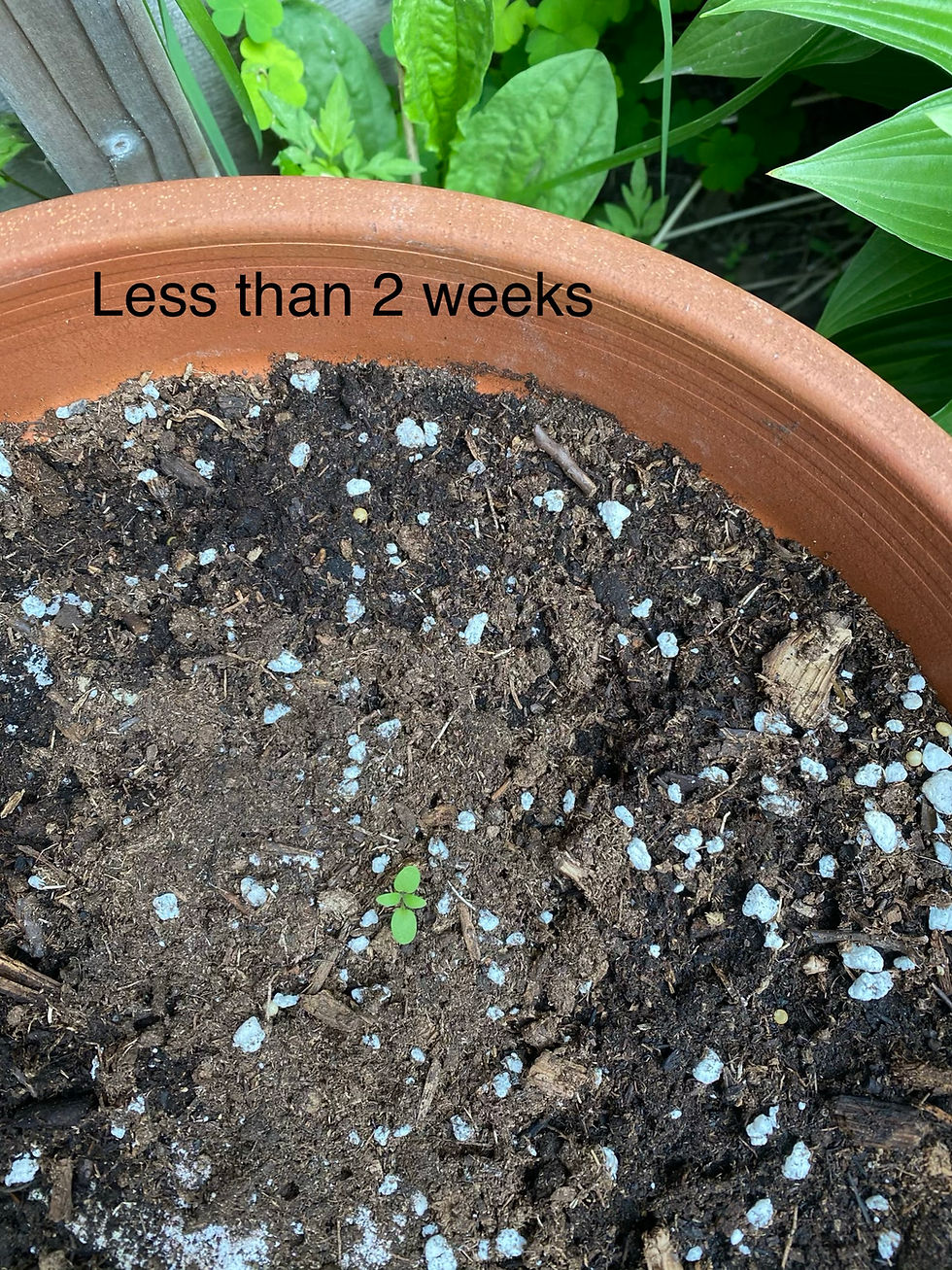 Thumbnail: Carte ensemencée à planter, Carte plantable fait au Québec Canada, Seed card Plantable card Plant me, made in quebec Canada