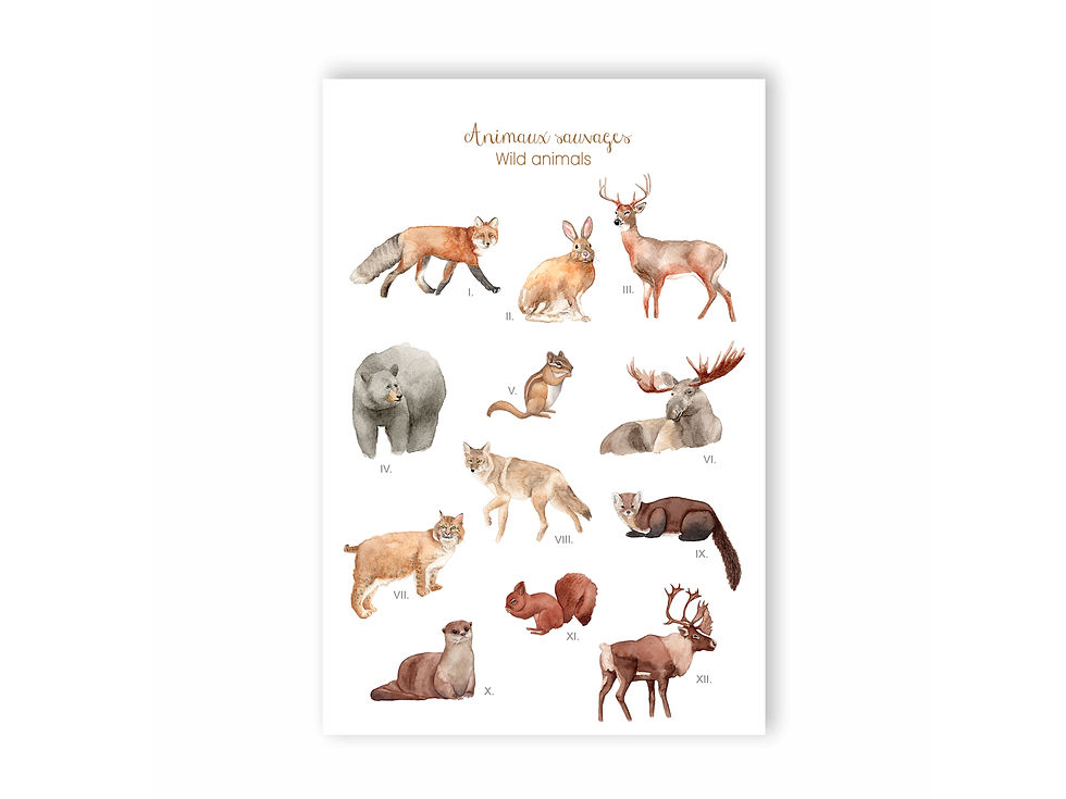 Carte postale Montréal Animaux sauvage québec canada souvenir touriste - Montreal Postcards Quebec Canada wild animals