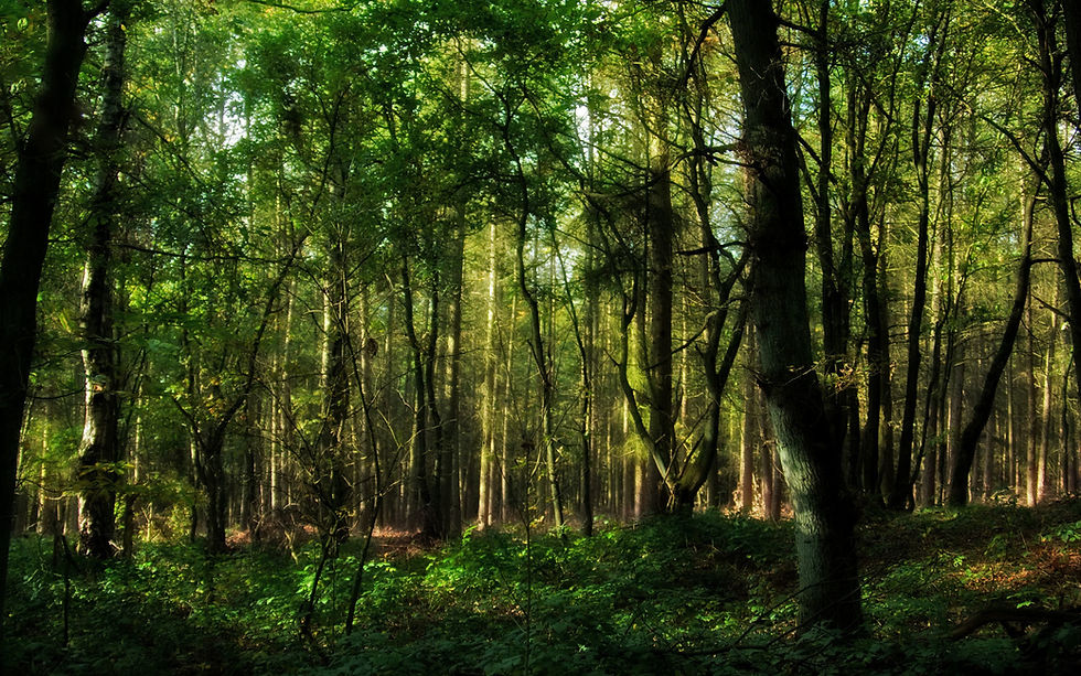 forest1