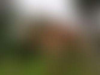 Cataluña y Bombona N°2: Un solo espíritu en diferentes contextos urbanos