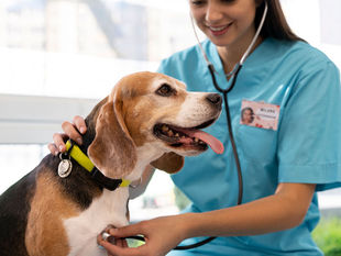 Seguridad Animal: Tras las Huellas de la Salud Pública en Medellín