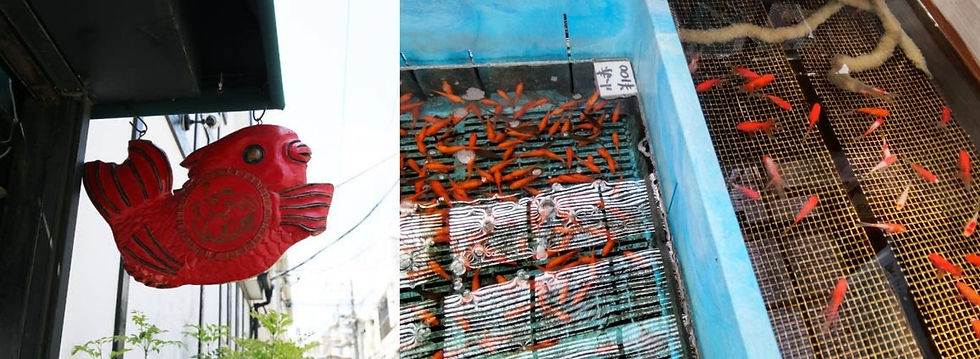 金魚卸・小売店だったころの「金魚坂(吉田晴亮商店)」