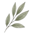 IMG_5705.PNG