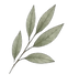 IMG_5705.PNG