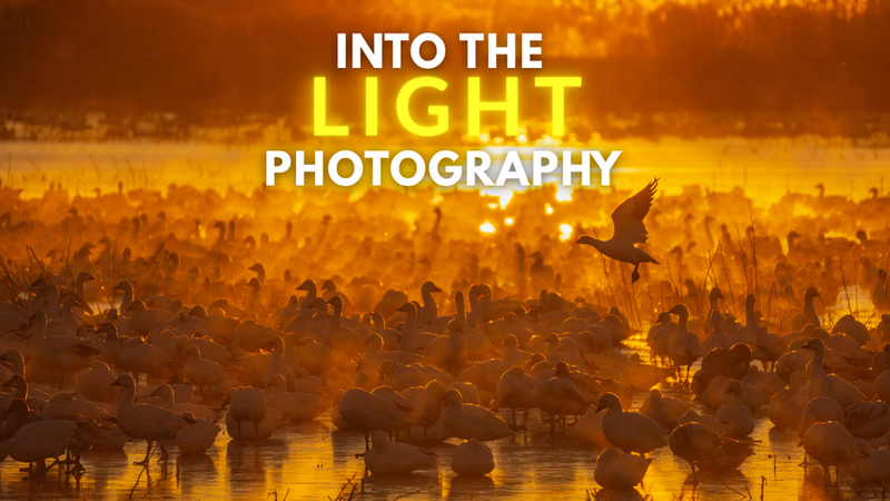 Into the light photography