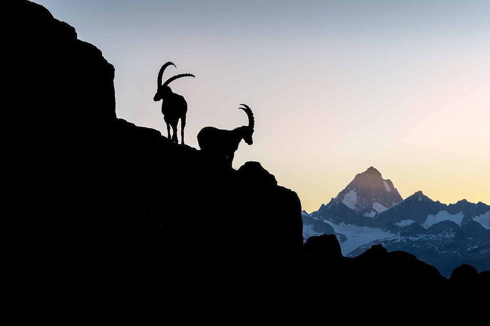wildlife photo by john meragias