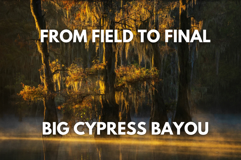 a swamp with spanish moss hanging from the trees