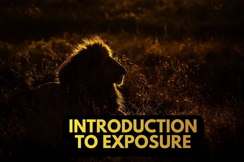 a silhouette of a lion in the grass at sunset .