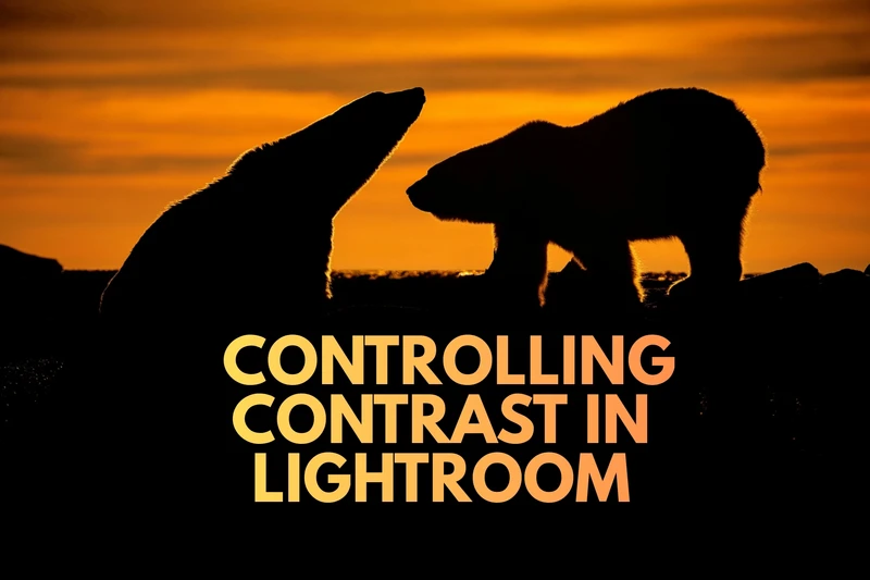 two polar bears standing next to each other at sunset