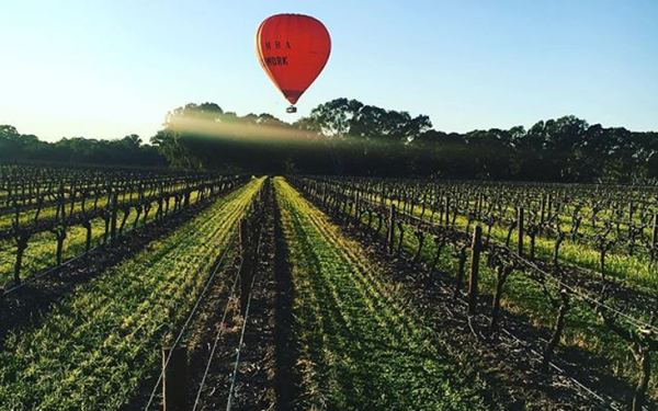 The Willows Vineyard.png