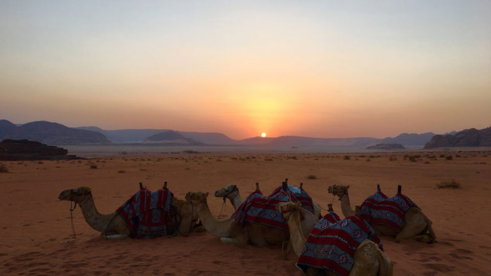 Camels-Wadi-Rum-800x450.jpg