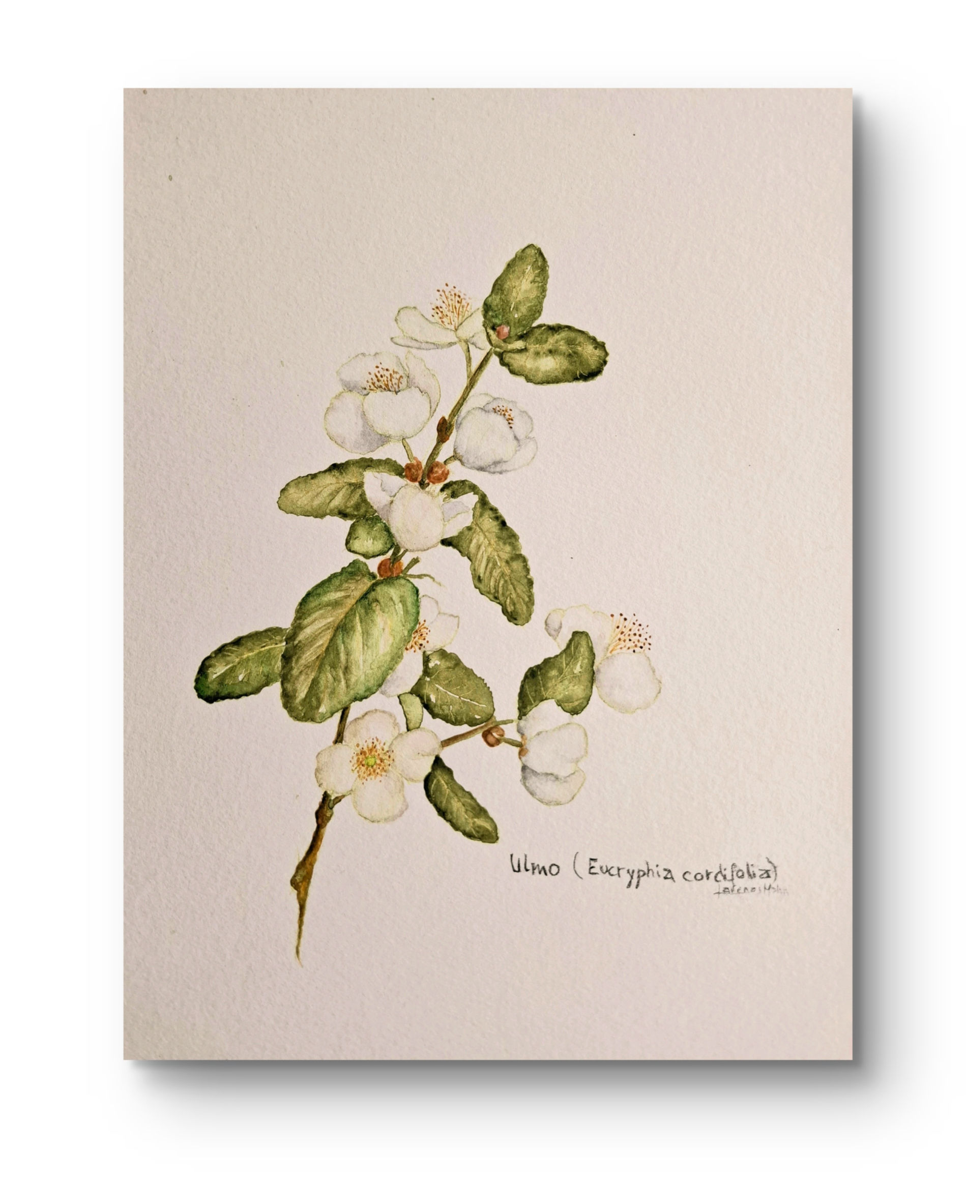 Flor de Ulmo ( Eucryphia cordifolia)