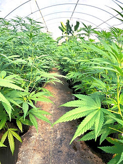 BCBHemp1_edited.jpg