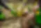 agac-dikimi_1024x1024.webp