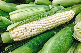 fresh-and-delicious-white-corn-on-the-cob-3DC6BLH.jpg