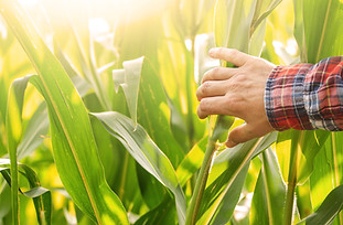 farmers-hand-touching-maize-stalks-at-field-summer-PLK7AZ5.jpg