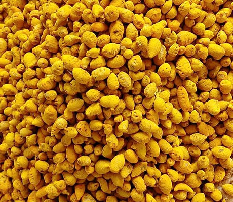TURMERIC GATTHA BULB.jpg