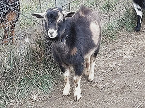 Gordie 2025_edited.jpg