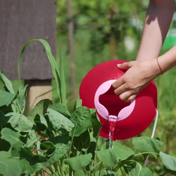 Miniature : Ballo 3,9l cerise