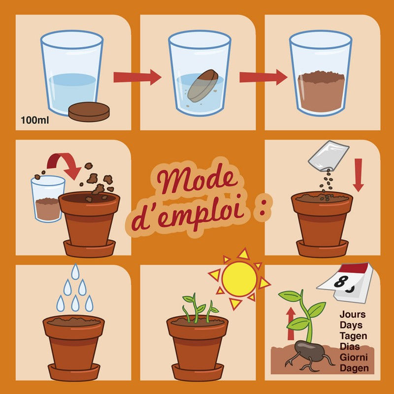 Miniature : Plante chocolat - 8cm