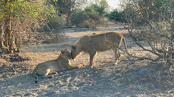lions in chobe national park, in botswana