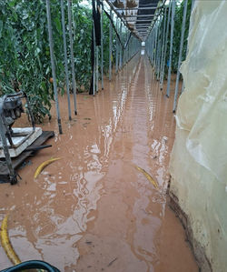 Leonardo llega para empeorar los daños sufridos en subtropicales, hortalizas y olivar en Granada