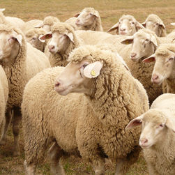 COAG Granada valora positivamente que la Junta asuma el coste de todas las vacunas contra la lengua azul y exige un plan económico para las explotaciones afectadas