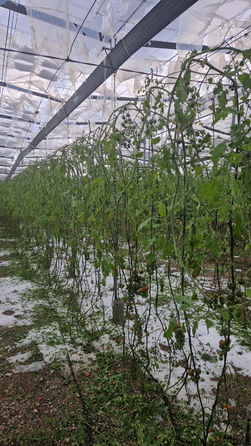 COAG Granada informa de que hasta 15 hectáreas se han visto afectadas por la granizada de ayer de Carchuna y cercanías