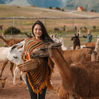 woman feeding llamas during surprise proposal experience in Cusco Peru