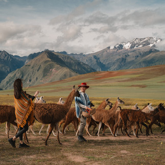 couple walking through llama herd in Cusco Peru engagement experience
