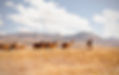 Destination Wedding and Elopement in Peru Llamas Andean Ceremony
