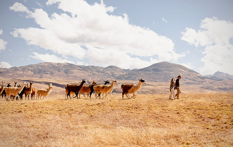 Destination Wedding and Elopement in Peru Llamas Andean Ceremony