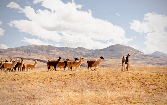 Andean wedding were the couple walks to the spiritual ceremony with llamas