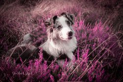 IMG_7864a