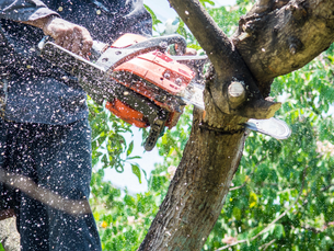 Tree Trimming with Cascade Tree Services