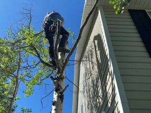 A Simple Guide to Tree Removal: Step-by-Step Process